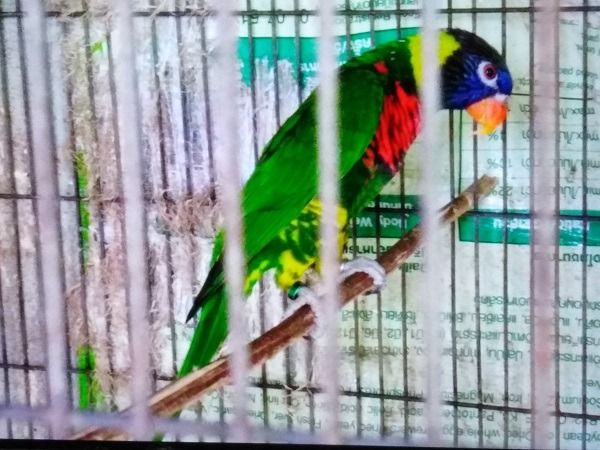 โนรี เรดและเรนโบว์ พร้อมทำ รูปที่ 5