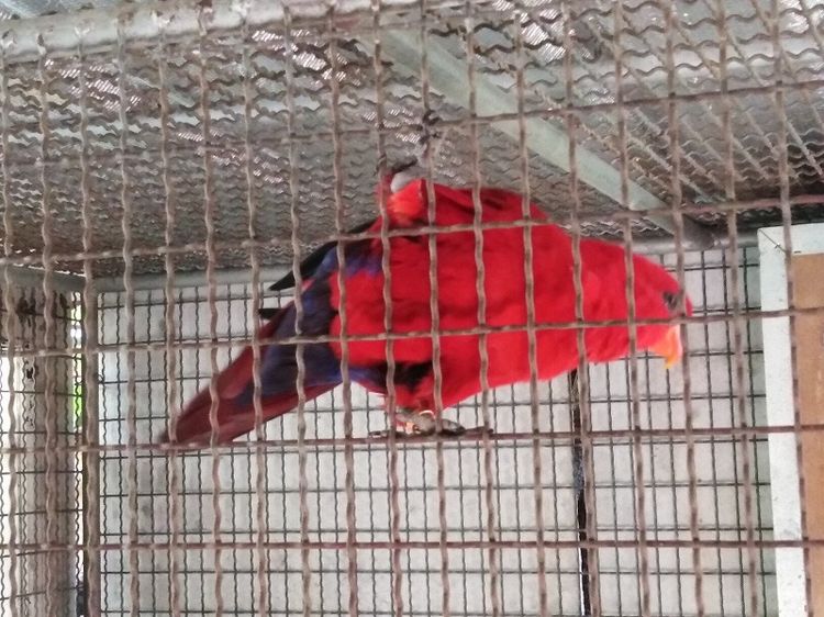 เเก้ว โนรี เรดและเรนโบว์ พร้อมทำ