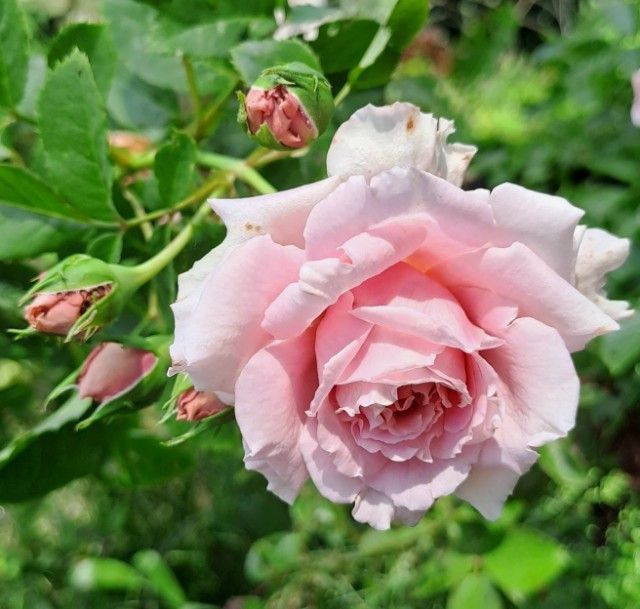 ไม่ใช่ ติดแม่น้ำปิงติดถนนคอนกรีตสองด้าน เจ้าของขายเอง วิวสวยเหมาะทำบ้านพักตากอากาศ รูปที่ 4