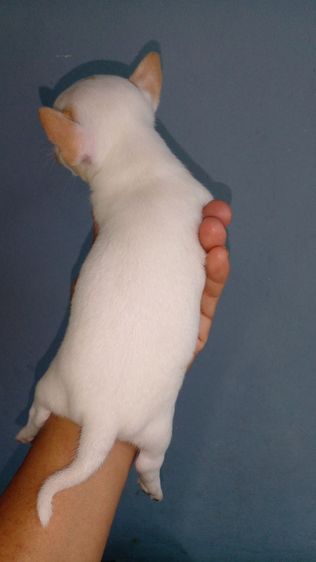 ชิวาวาขนสั้น ผู้เมีย รูปที่ 6