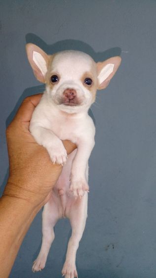 ชิวาวาขนสั้น ผู้เมีย รูปที่ 3