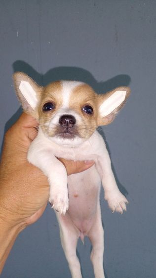 ชิวาวาขนสั้น ผู้เมีย รูปที่ 7