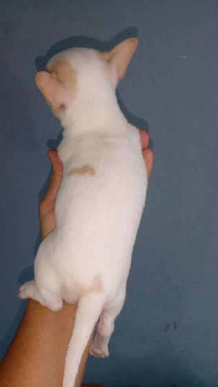 ชิวาวาขนสั้น ผู้เมีย รูปที่ 2