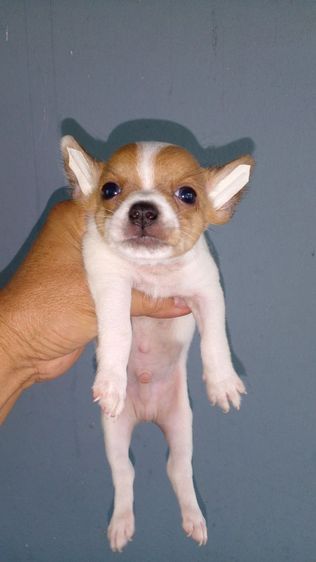 ชิวาวา (Chihuahua) เล็ก ชิวาวาขนสั้น ผู้เมีย