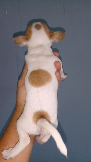 ชิวาวาขนสั้น ผู้เมีย รูปที่ 8