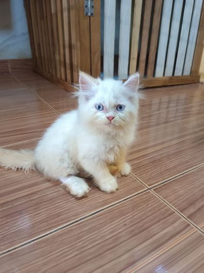 แมวเปอร์เซีย รูปที่ 3