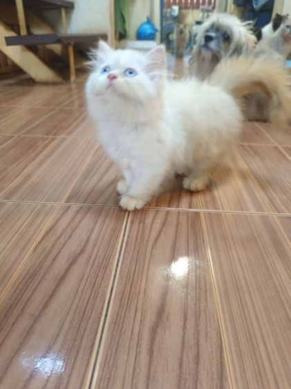 แมวเปอร์เซีย รูปที่ 2