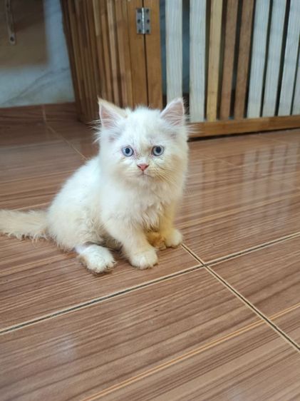 ชินชิลล่า (Chinchilla) แมวเปอร์เซีย