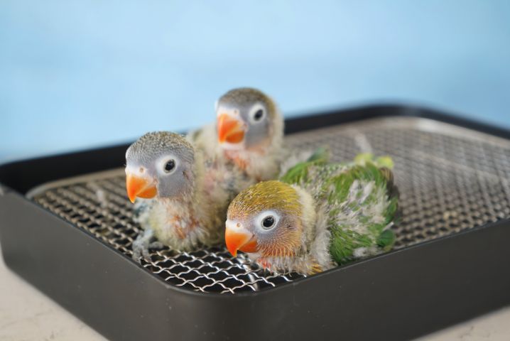 ลูกป้อนเลิฟเบิร์ดขอบตา สีเขียวหัวดำ รูปที่ 5