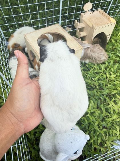 แกสบี้น่ารักมาก รูปที่ 3