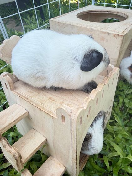 แกสบี้น่ารักมาก รูปที่ 2