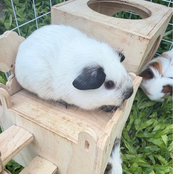 แกสบี้น่ารักมาก