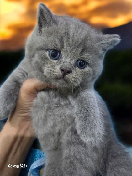 บริติชชอตแฮร์ รูปที่ 2