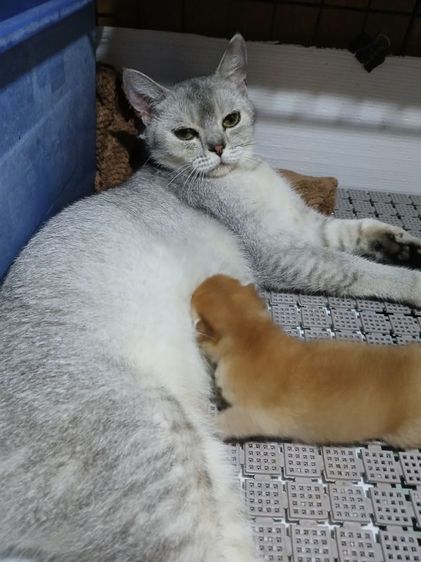 บริติชช็อตแฮร์แม่พร้อมลูกโทน เพศผู้ รูปที่ 3