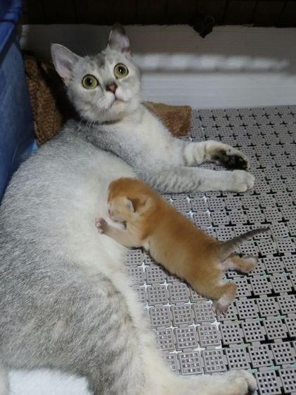 บริติชช็อตแฮร์แม่พร้อมลูกโทน เพศผู้