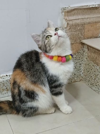 สก็อตติชโฟลด เพศเมีย สามสี รูปที่ 6