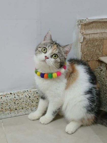 สก็อตติชโฟลด เพศเมีย สามสี รูปที่ 2