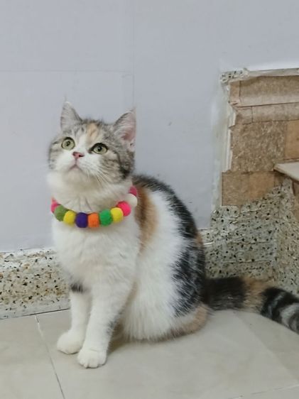 สก็อตติชโฟลด เพศเมีย สามสี รูปที่ 5