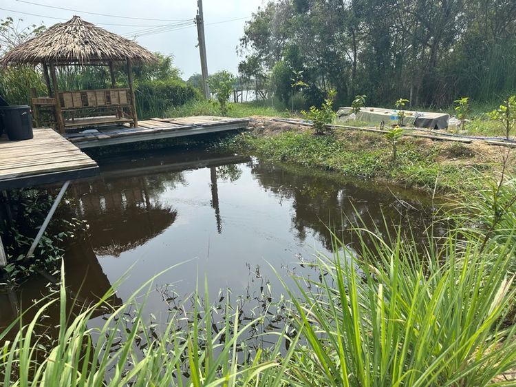 บ้าน หลังเล็กและที่ดิน 100 ตรว. รูปที่ 3