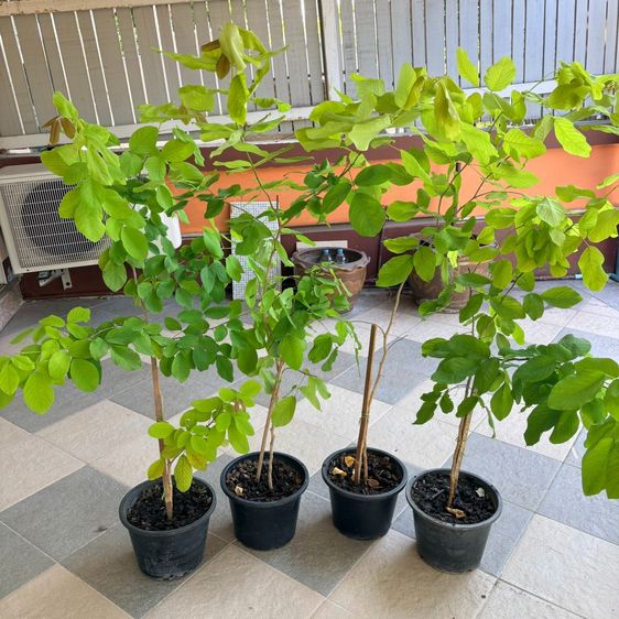 ต้นชะแมบทอง (ทองนพเก้า) 10 ต้น 900 บาท กทม ส่งฟรีถึงบ้าน
