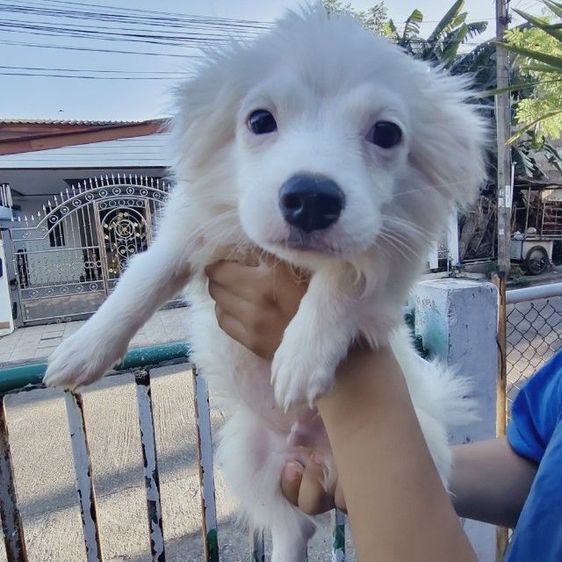 ลูกหมาชิวาว่าผสมชิสุ รูปที่ 3