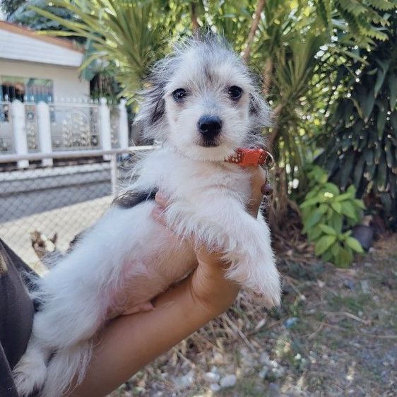 ลูกหมาชิวาว่าผสมชิสุ รูปที่ 2