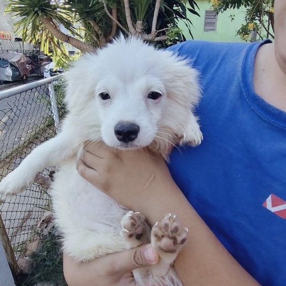 ชิวาวา (Chihuahua) เล็ก ลูกหมาชิวาว่าผสมชิสุ