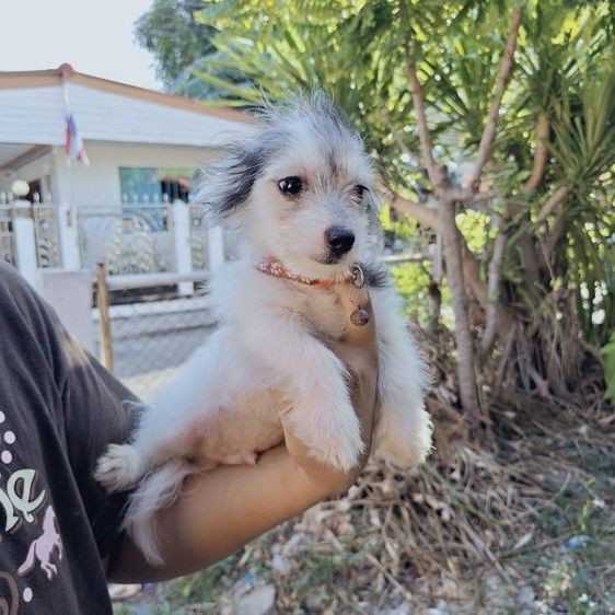 ลูกหมาชิวาว่าผสมชิสุ รูปที่ 4