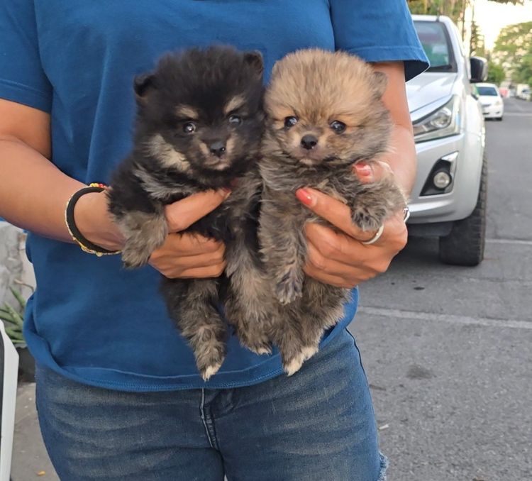 ลูกปอมหน้าหมีไซส์ทีคัพ น่ารัก แข็งแรง ร่าเริง จาก kankarnclub มีจัดส่งทั่วประเทศ(กันย์เจ้าเก่าครับ) รูปที่ 3