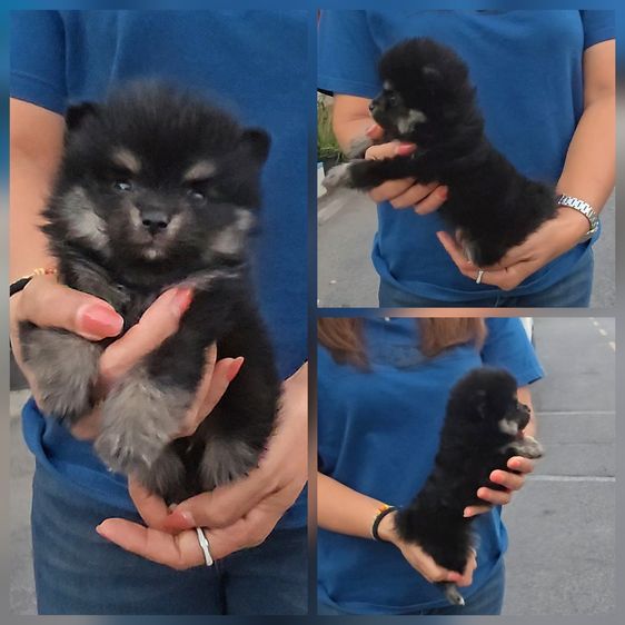 ลูกปอมหน้าหมีไซส์ทีคัพ น่ารัก แข็งแรง ร่าเริง จาก kankarnclub มีจัดส่งทั่วประเทศ(กันย์เจ้าเก่าครับ) รูปที่ 4