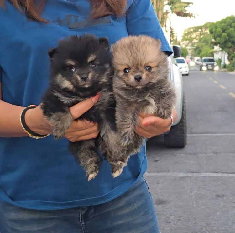 ลูกปอมหน้าหมีไซส์ทีคัพ น่ารัก แข็งแรง ร่าเริง จาก kankarnclub มีจัดส่งทั่วประเทศ(กันย์เจ้าเก่าครับ) รูปที่ 2