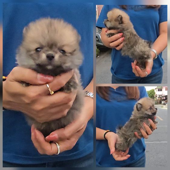 ลูกปอมหน้าหมีไซส์ทีคัพ น่ารัก แข็งแรง ร่าเริง จาก kankarnclub มีจัดส่งทั่วประเทศ(กันย์เจ้าเก่าครับ) รูปที่ 5