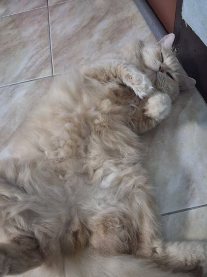 แมวเปอร์เซียผสมสก็อตติช รูปที่ 12