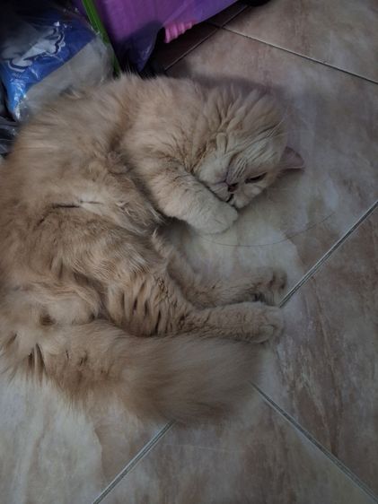 แมวเปอร์เซียผสมสก็อตติช รูปที่ 10