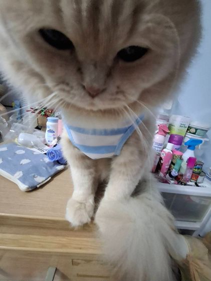 แมวเปอร์เซียผสมสก็อตติช รูปที่ 5