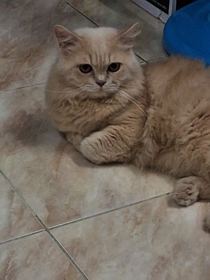 แมวเปอร์เซียผสมสก็อตติช รูปที่ 8