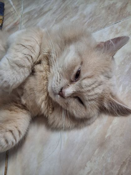 แมวเปอร์เซียผสมสก็อตติช รูปที่ 13