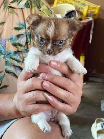 ชิวาวา (Chihuahua) เล็ก ชิวาวา