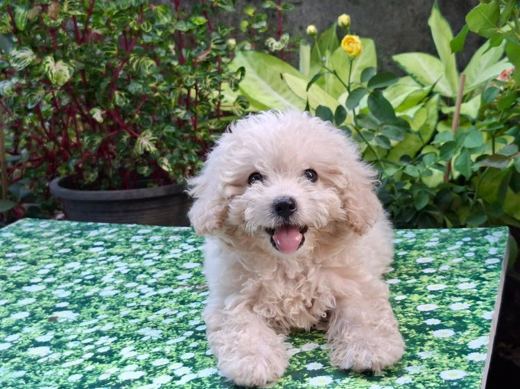 พุดเดิ้ล รูปที่ 2