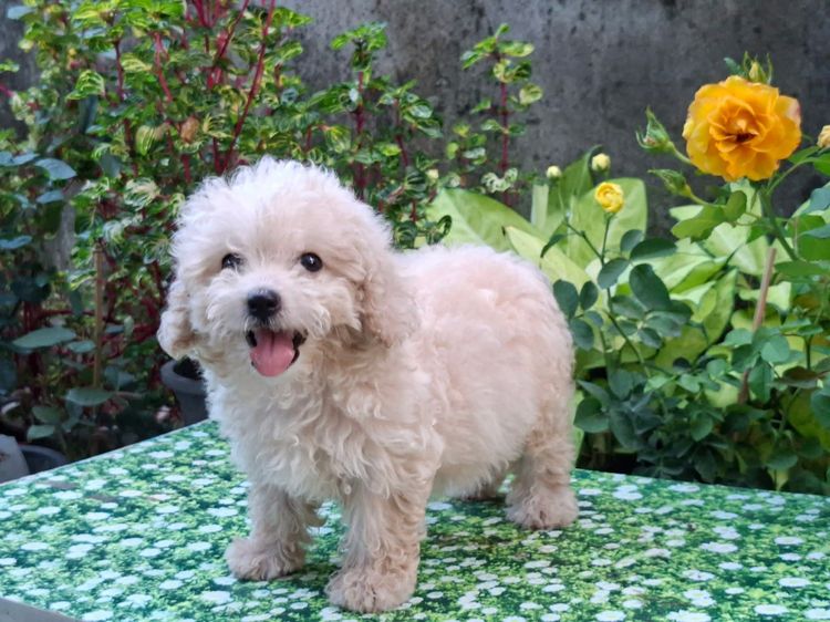 พุดเดิ้ล