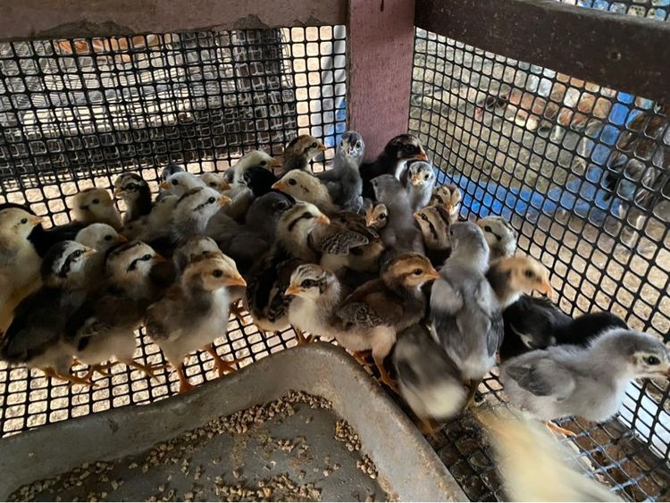 ลูกไก่พันธุ์พื้นเมือง รูปที่ 2