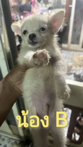 ขายลูกสุนัขชิวาวา (ตามรายละเอียดค่ะ) รูปที่ 5