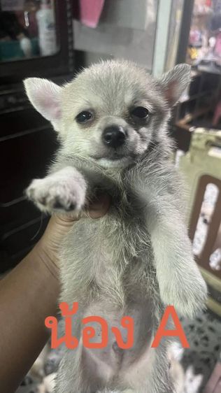 ชิวาวา (Chihuahua) เล็ก ขายลูกสุนัขชิวาวา (ตามรายละเอียดค่ะ)