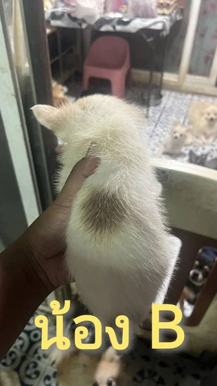 ขายลูกสุนัขชิวาวา (ตามรายละเอียดค่ะ) รูปที่ 6