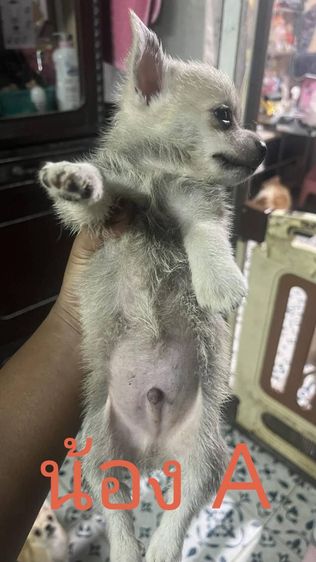 ขายลูกสุนัขชิวาวา (ตามรายละเอียดค่ะ) รูปที่ 2