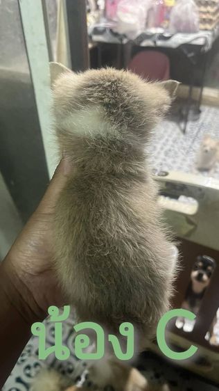 ขายลูกสุนัขชิวาวา (ตามรายละเอียดค่ะ) รูปที่ 9