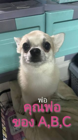 ขายลูกสุนัขชิวาวา (ตามรายละเอียดค่ะ) รูปที่ 13