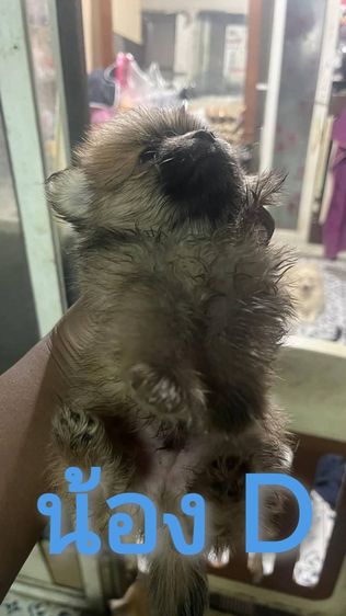 ขายลูกสุนัขชิวาวา (ตามรายละเอียดค่ะ) รูปที่ 11