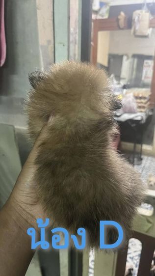 ขายลูกสุนัขชิวาวา (ตามรายละเอียดค่ะ) รูปที่ 10