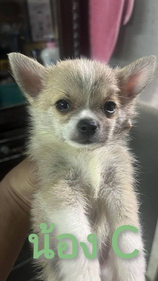 ขายลูกสุนัขชิวาวา (ตามรายละเอียดค่ะ) รูปที่ 8